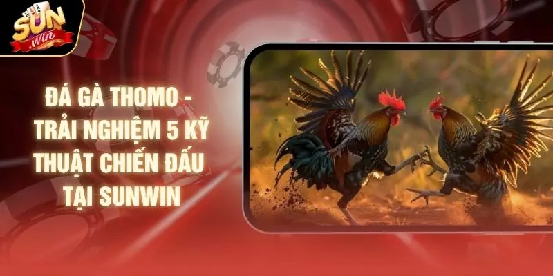 Đá Gà Thomo - Trải Nghiệm 5 Kỹ Thuật Chiến Đấu Tại SUNWIN