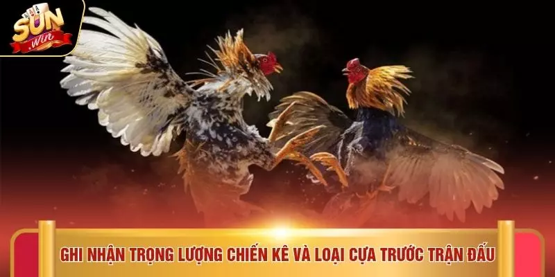 Ghi nhận trọng lượng chiến kê và loại cựa trước trận đấu