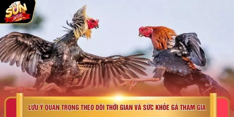 Lưu ý quan trọng theo dõi thời gian và sức khỏe gà tham gia