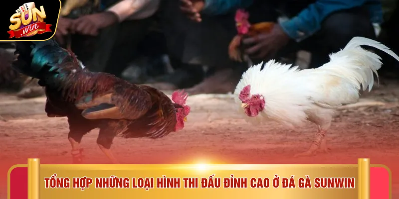 Tổng hợp những loại hình thi đấu đỉnh cao ở đá gà SUNWIN