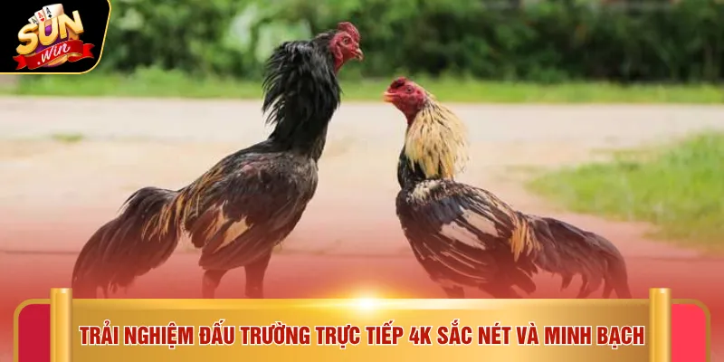 Trải nghiệm đấu trường trực tiếp 4K sắc nét và minh bạch